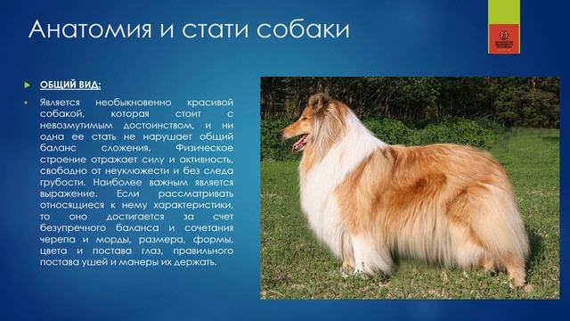ДЛИННОШЕРСТНЫЙ КОЛЛИ | 156 | Collie Rough #кинология #колли смотреть онлайн