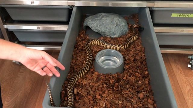 Feeding and Handling Our Black-Headed Python смотреть онлайн