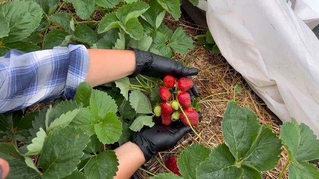 Обзор клубники - сорт Лиза // Один из лучших смотреть онлайн