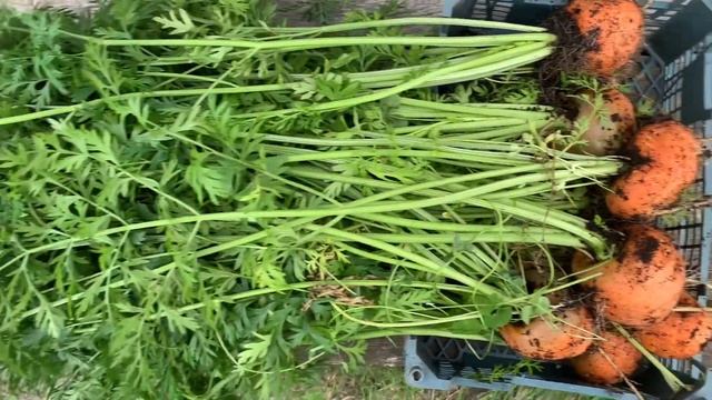 Морковь круглая «Полярная клюква». Результат выращивания в бочке.???? смотреть онлайн