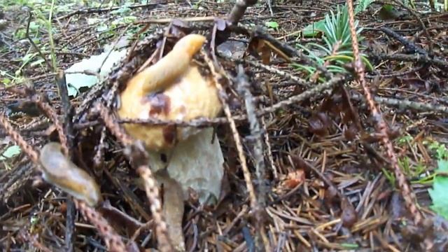 15 07 2020 Белые грибы чудесные! КО смотреть онлайн