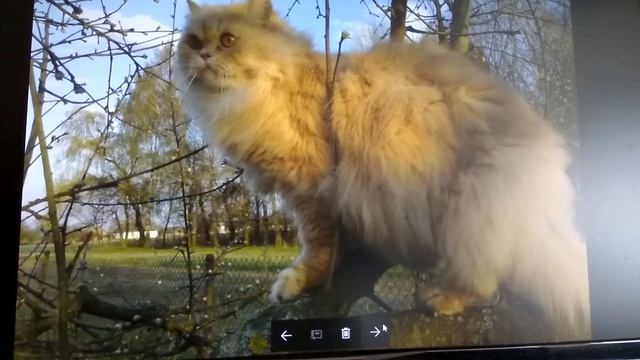 Удивительная история исцеления кота . смотреть онлайн