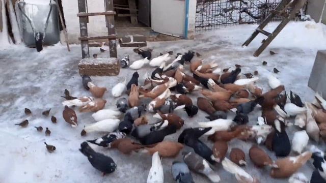 Серпастые голуби, Лозовая. смотреть онлайн