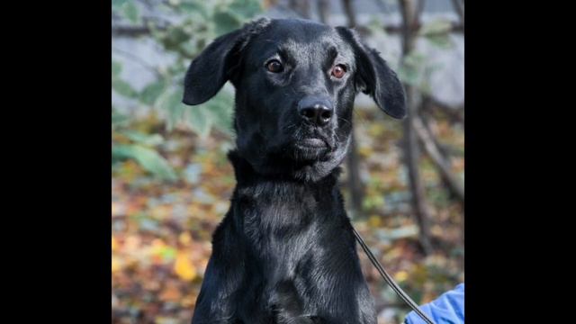 Ада ИЩЕТ своего ХОЗЯИНА💕/Приют Полянка смотреть онлайн