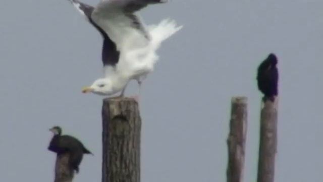 Nichtsperlingsvögel - Mantelmöwe (Larus marinus) - Great Black-backed Gull - Video von KLAUS TAUX смотреть онлайн