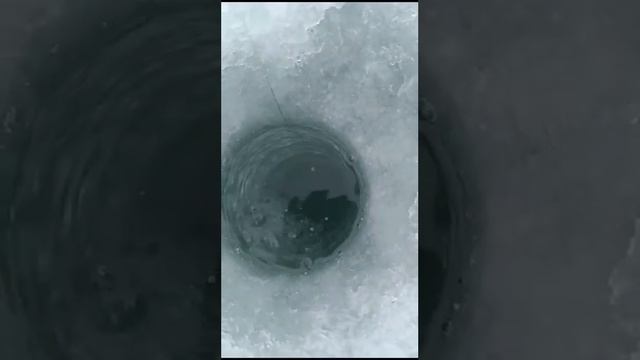 Блесна на корюшку из Каро Вацап т 89621222022 смотреть онлайн