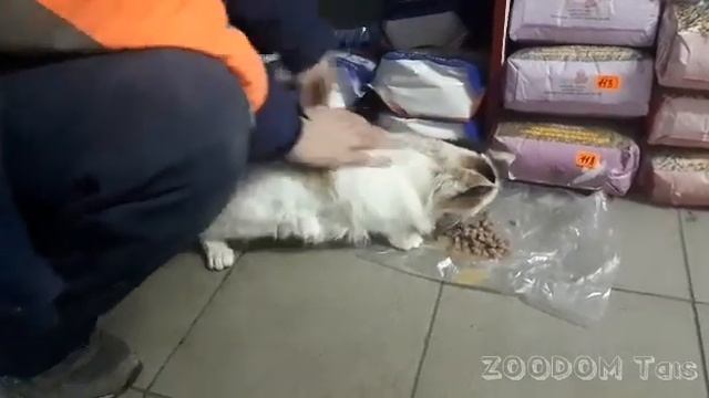 СПАСЕНИЕ БЕРЕМЕННОЙ КОШКИ. смотреть онлайн