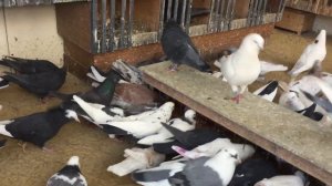 #Pigeons.Прикормка с чесноком для голубей.