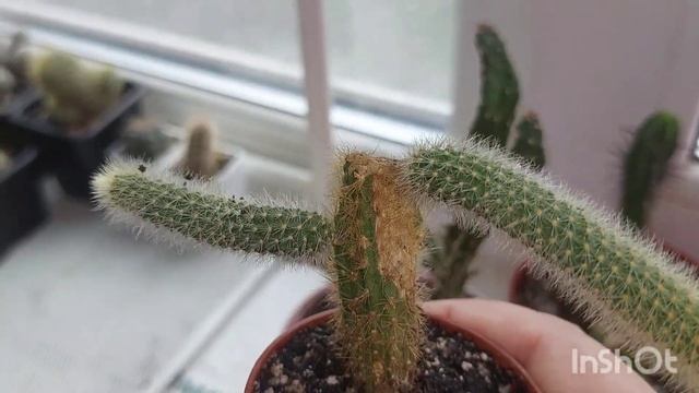 #мояколлекция #кактусы Обзор на мои кактусы |Готовлю кактусы к зимовке#succulents смотреть онлайн