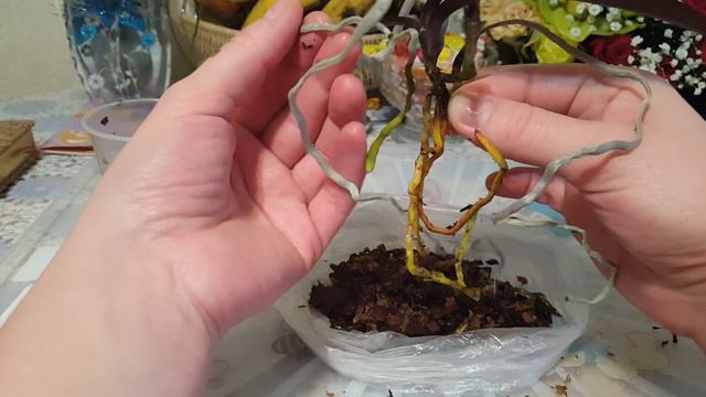 Долгожданная Стюартиана оказалась с гнилыми корнями! До слёз обидно! смотреть онлайн