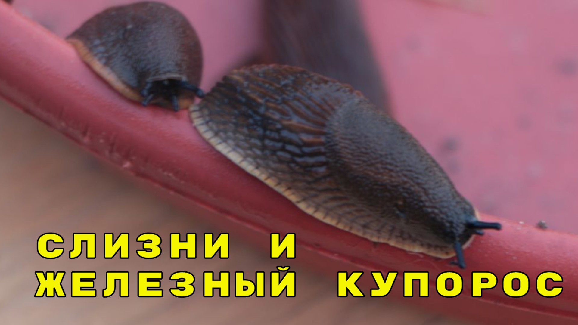 железный купорос и слизни, продолжение моего "экшена" про борьбу с испанскими слизнями смотреть онлайн