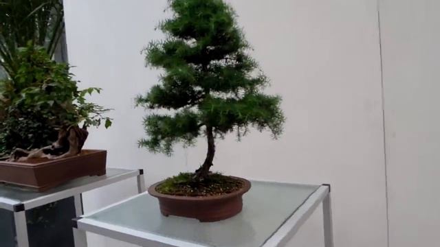 140607 Bonsai смотреть онлайн