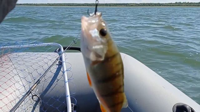 ХОТЕЛИ ПОЙМАТЬ ЩУКУ, А ПОЙМАЛИ ОКУНЯ- КРАСАВЦА! смотреть онлайн