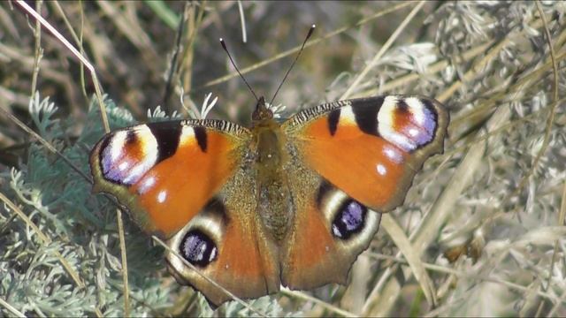 Бабочка. Павлиний глаз ( Aglais io ) смотреть онлайн