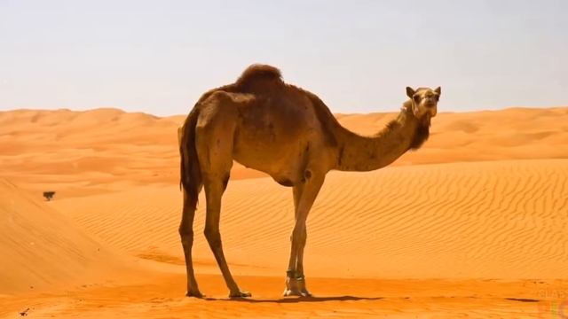 Где верблюжонок? Казахская народная песенка смотреть онлайн