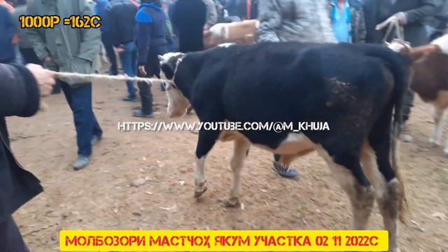 молбозори мастчоҳ якум участка 02 11 2022с смотреть онлайн