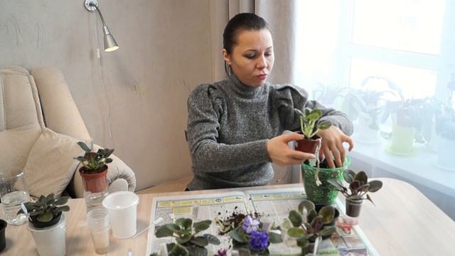 Фиалки Оксаны Разумовской. Посадка детки во "взрослый" горшок смотреть онлайн