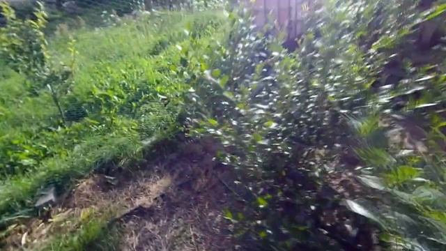 Ранние сорта голубики. Дюк и Река смотреть онлайн