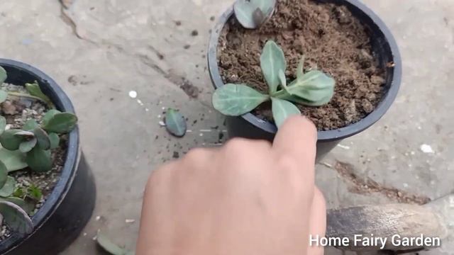 Kalanchoe Humilis ''Desert Surprise'' Plant Propagation/Plants Growing Tips ? смотреть онлайн