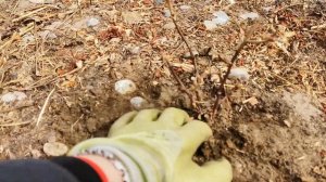 🌹ОТКРЫЛА РОЗЫ ПОСЛЕ ЗИМЫ | ПЕРВЫЕ ШАГИ ЧЕМ ОБРАБОТАТЬ