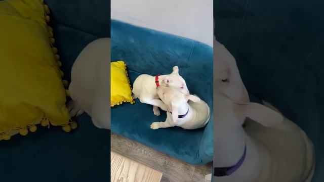 Щенки минибуля, миниатюрного бультерьера, минибули смотреть онлайн