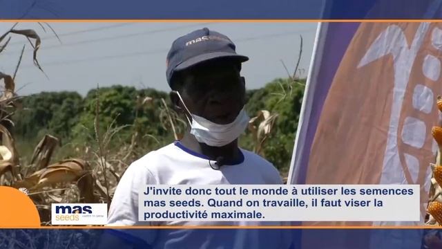 #5 Témoignage récolte MASTROP MAS Seeds | Ferké (Côte d'Ivoire) смотреть онлайн