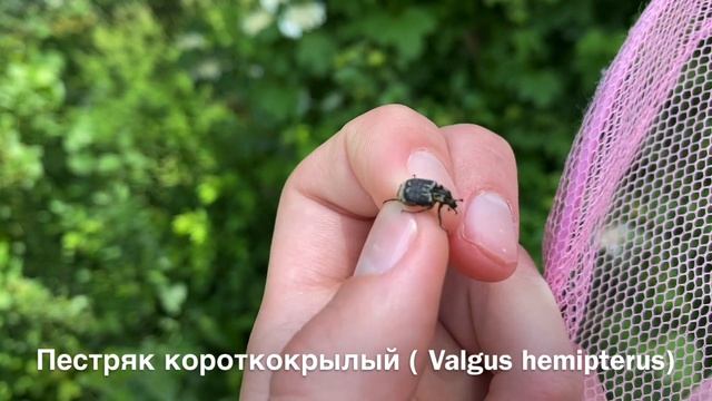 Усачи и Златки ! Как меняется фауна в конце Мая смотреть онлайн