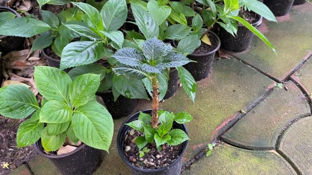 Гортензии саженцы смотреть онлайн