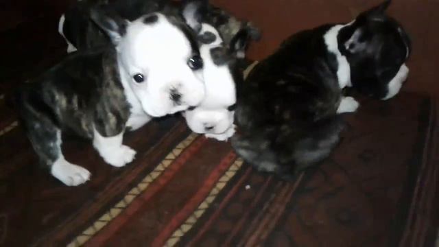 Щенки французского бульдога