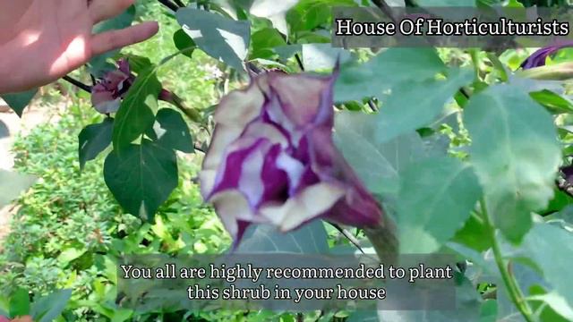 Brugmensia Purple Tree | Care & Propagation method | #Brugmensia смотреть онлайн