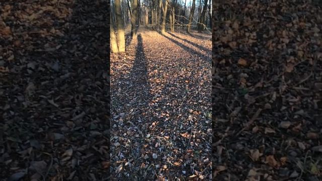 Стихи Ивана БУНИНА читает Елена КУРЕЛЛА смотреть онлайн