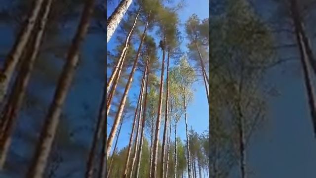Санитарная обрезка деревьев, парк Раздолье, Псков. смотреть онлайн