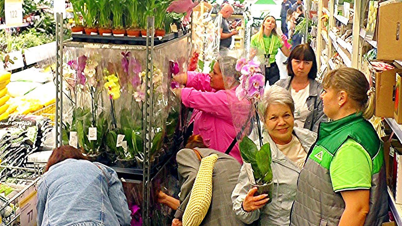Печальный обзор орхидей в Леруа Мерлен //Только 100 орхидей по цене 1111 рубль.