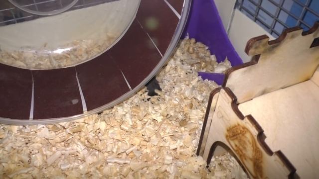 КАК ПОДСТРИЧЬ КОГТИ ХОМЯКУ\ СТРИГУ КОГТИ ХОМКИ\ АЛИСА ИЗИ смотреть онлайн