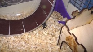 КАК ПОДСТРИЧЬ КОГТИ ХОМЯКУ\ СТРИГУ КОГТИ ХОМКИ\ АЛИСА ИЗИ