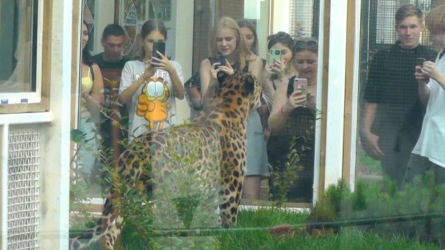 Дальневосточный леопард в Московском зоопарке смотреть онлайн