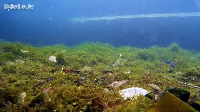 Съедобная резина Megabass Rocky Fry Vib Tail. Подводная съемка. Underwater смотреть онлайн