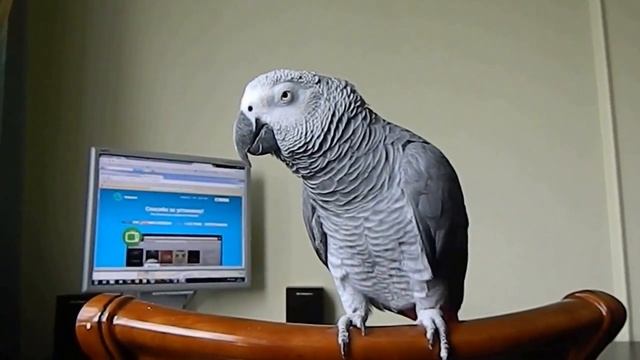 Говорящий серый попугай по имени Карлуша. смотреть онлайн