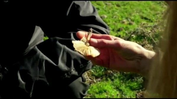 Las setas que conocemos: La senderuela (Marasmius oreades)