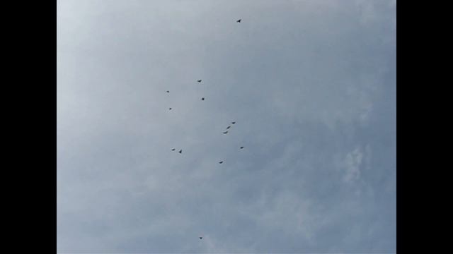 Николаевские голуби Сергея Родионова (Проба крыла...). Волгоград. Часть 63 смотреть онлайн