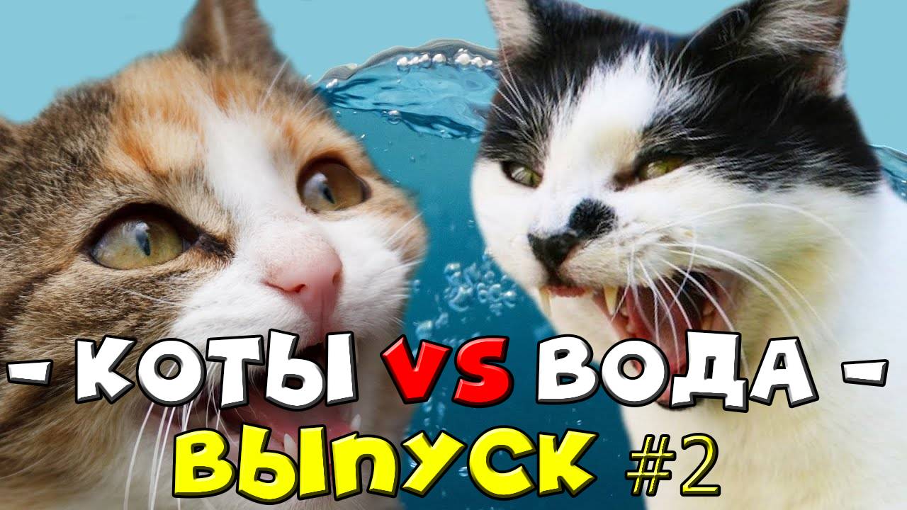 Подборка смешных котов смотреть онлайн