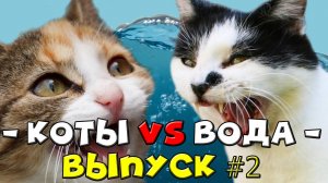 Подборка смешных котов