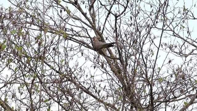 Самка кукушки слушает претендентов и дает 