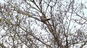 Самка кукушки слушает претендентов и дает "ответ".