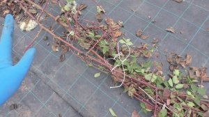 Когда открывать и подвязывать ежевику, виноград весной.