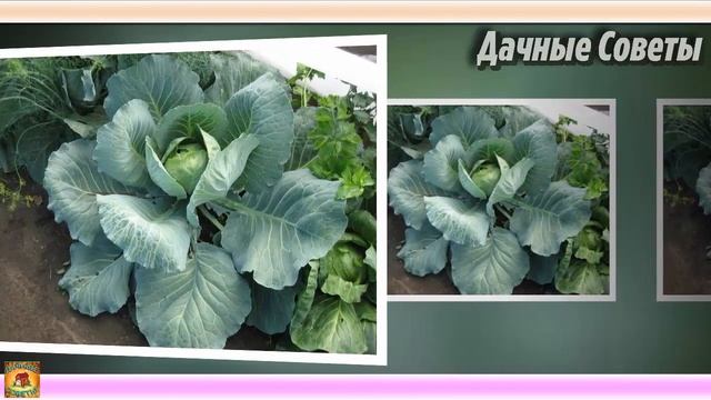 КАПУСТА отреагирует МГНОВЕННЫМ РОСТОМ после этой простой ПОДКОРМКИ и завяжет КРУПНЫЕ КОЧАНЫ смотреть онлайн