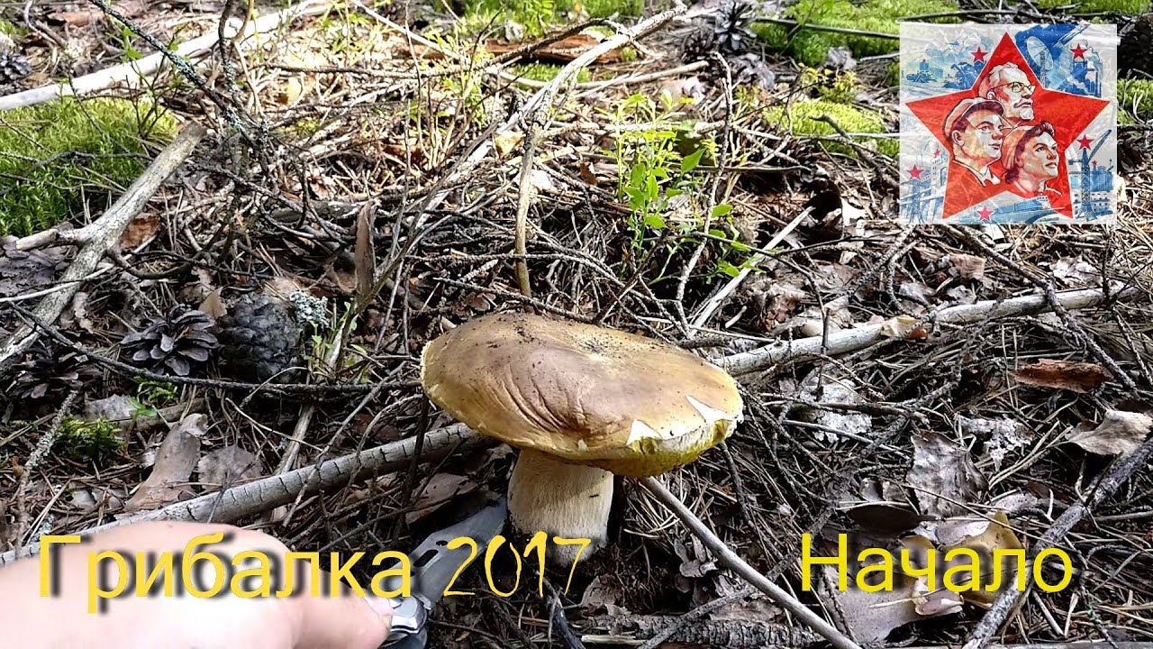 Грибалка. Тихая охота. Первый поход за грибами в 2017 году. Первый белый. Грустный результат. Архив. смотреть онлайн