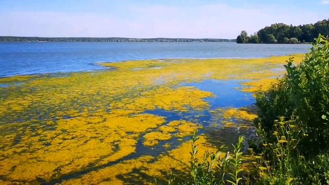 Шарташ. Западный берег. Затянулась бурой тиной. смотреть онлайн