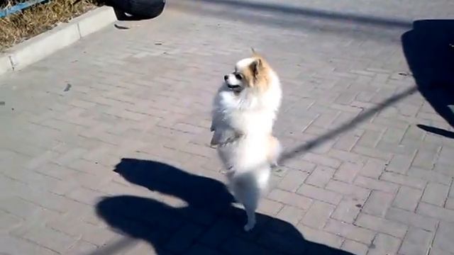 Шпиц Чижик смотреть онлайн