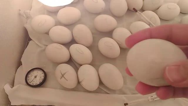 Инкубация мускусных утят ( 31 сутки ) смотреть онлайн